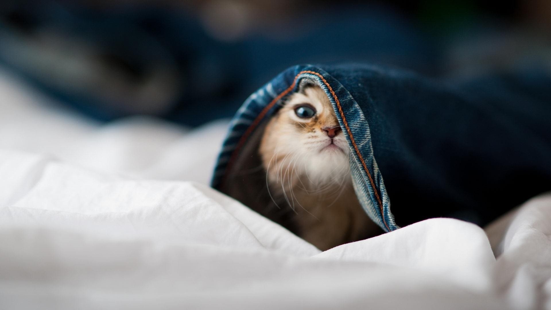 里昂的归乡之战，本泽马一人摧毁故乡，他转身那一刻，全城沉默