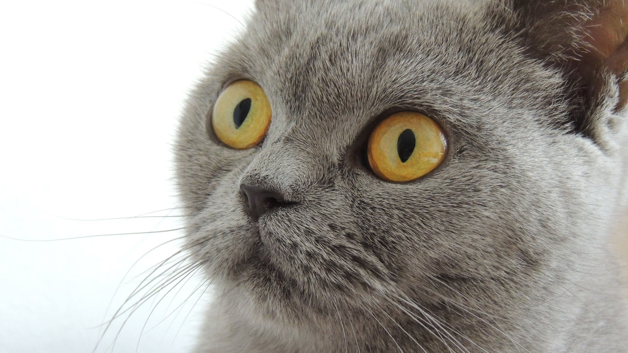 当哈登穿越灰熊队，一场元宇宙篮球赛如何让深圳队虽败犹荣？