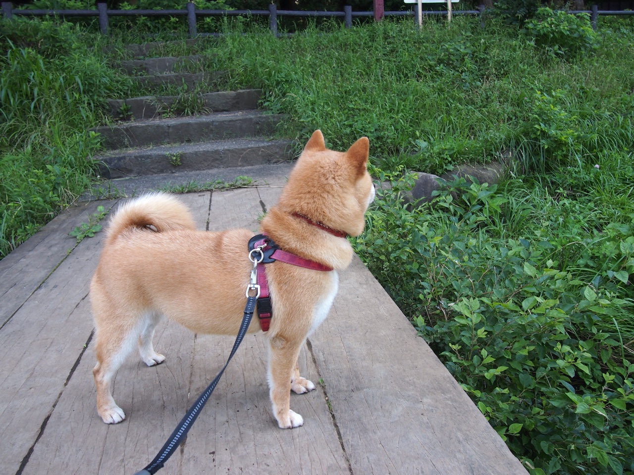 红色飓风席卷银石，法拉利的绝唱与佩雷兹的权杖