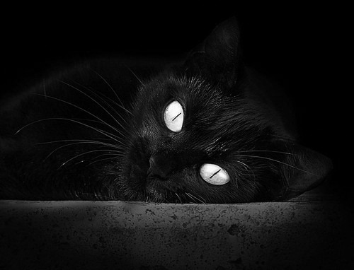 绿衣皆战袍，从塔图姆扛起凯尔特人到福建男篮的团队涅槃