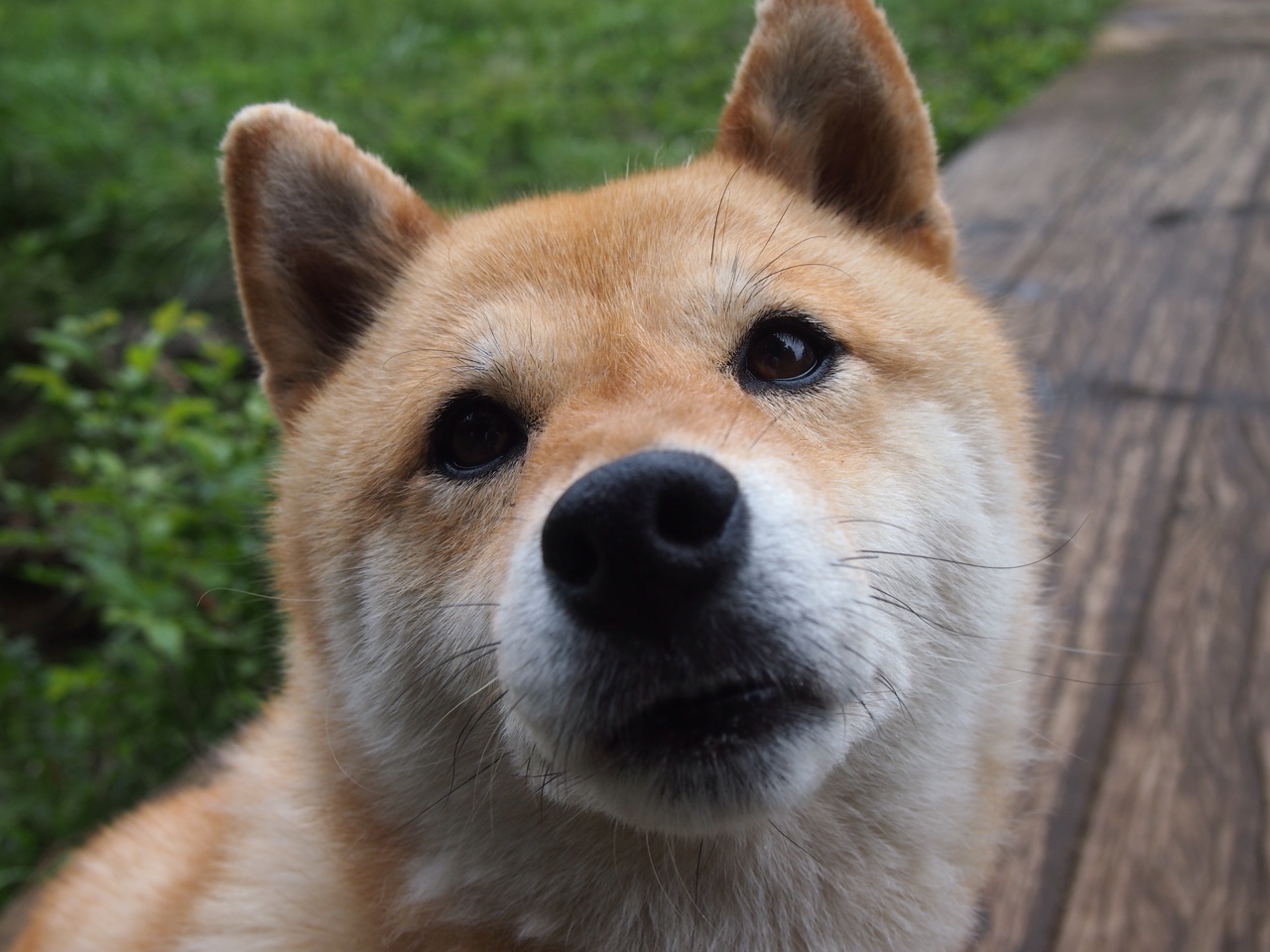 霸凌与尖叫，印尼军团如何用铁腕与激情碾过马来西亚，马琳的火焰只是序曲？