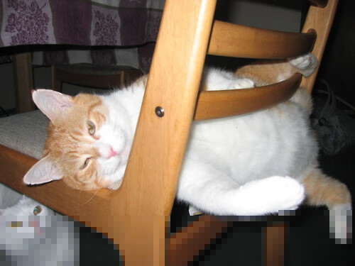 绝境中的东方战神，张继科一剑封喉，韩国队奇迹翻盘波兰队