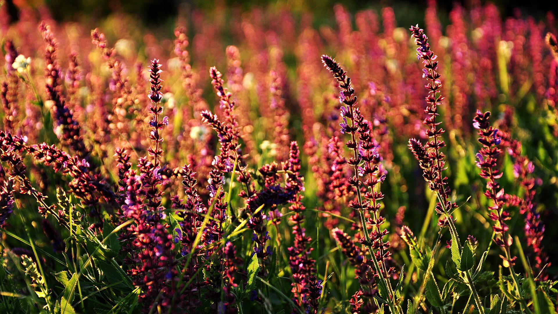 网球之魂，在巨人对决之外苏醒，当拉沃尔杯用一场完胜重新定义伟大