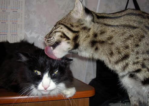 火箭鏖战76人,爱德华兹的破晓之光