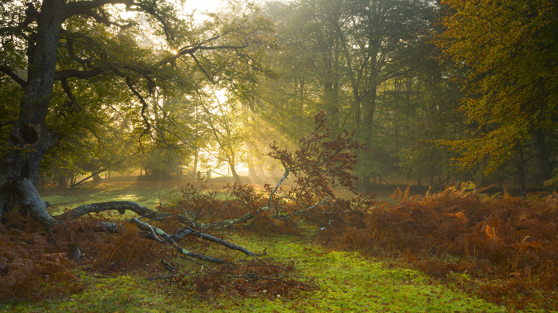 篮球双子星,恩比德欧冠半决赛统治欧洲,尼克斯力克步行者闪耀NBA
