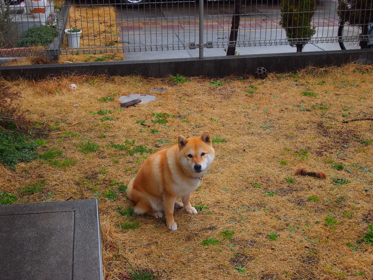 跨界王者,灰熊强压国王之夜,詹姆斯欧冠淘汰赛接管比赛的传奇时刻