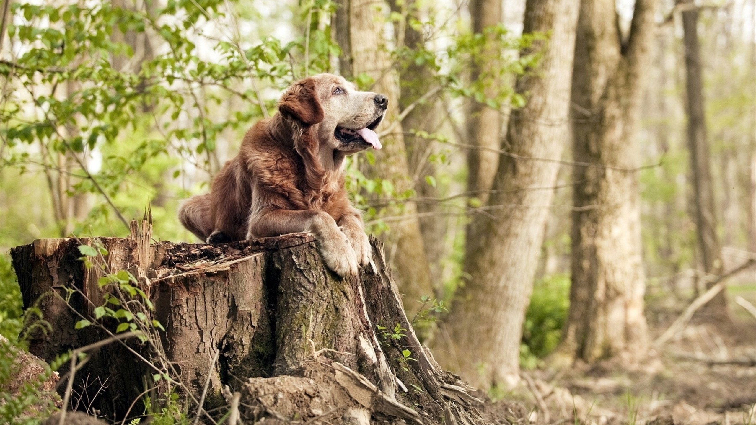 欧文54分撕裂时空!开拓者加时险胜山西队,巅峰对决惊现球场异象