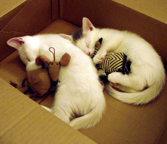 当东契奇用三双诠释巨星价值,黄蜂的险胜却揭示了篮球的另一重真相