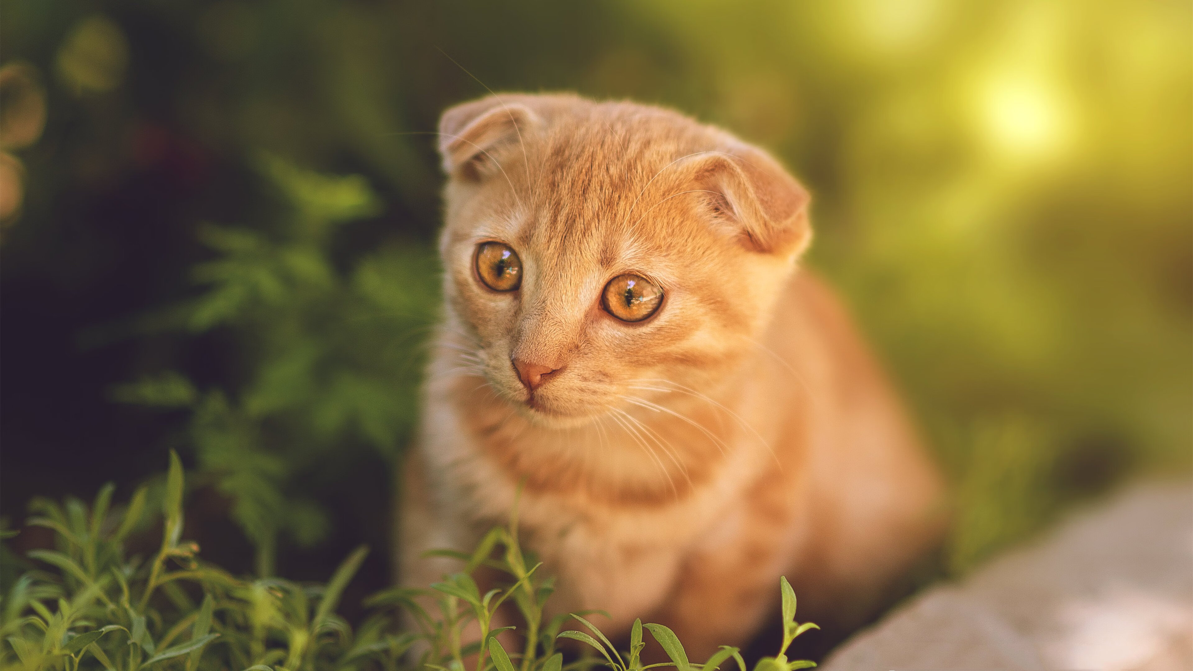 绿色巨浪末节狂飙 蛰刺无声，凯尔特人逆转黄蜂晋级