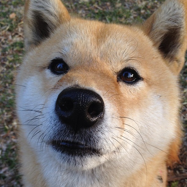 时间线在他手中逆转,东契奇末节导演终极翻盘,雷霆险胜绿军