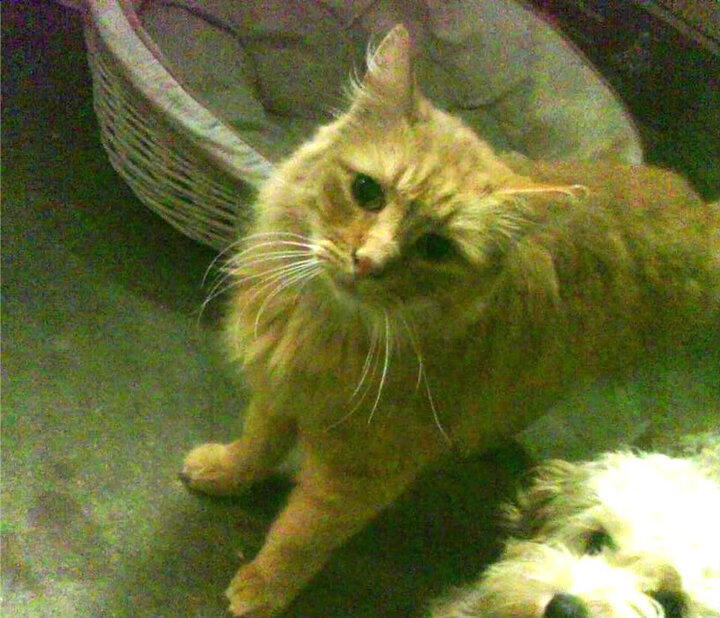 倒带卡塔尔,当伊萨克逆转德国,世界重启