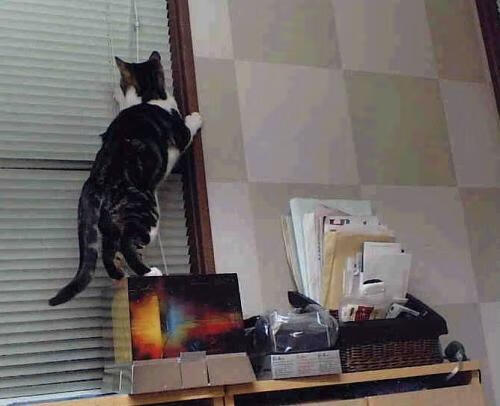 美欧争霸前哨战,绿军铁血防守窒息掘金,奥运周期的战术预演