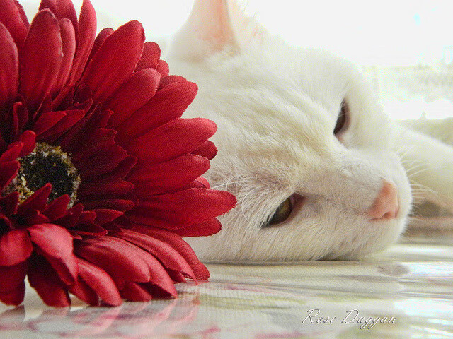 绝境黎明,德罗赞用一记跳投完成上海滩的自我救赎