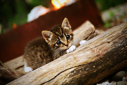 桑巴铁幕下的德意志密钥，哈弗茨绝杀背后，巴西草根防线如何斩落非洲雄鹰