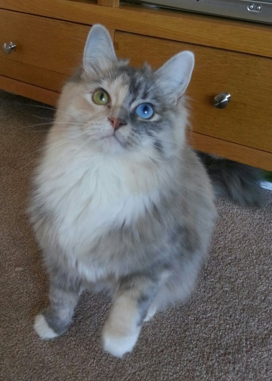 佩德里的鹰眼，一场虚拟巅峰对决的启示