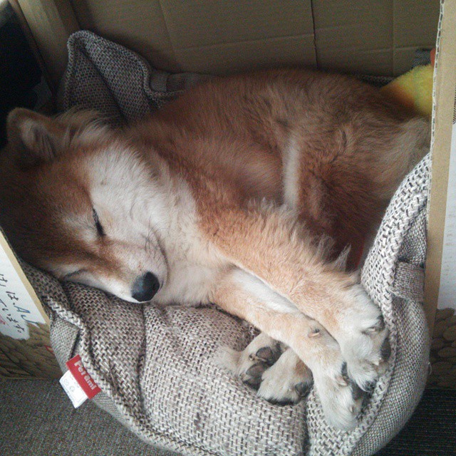 金字塔阴影笼罩潘帕斯雄鹰，当埃及防线成为西决胜负手