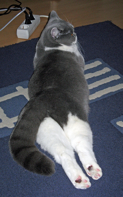 灵光一现与精密齿轮,基耶萨的星光为何照不进拉齐奥的丹麦工厂?