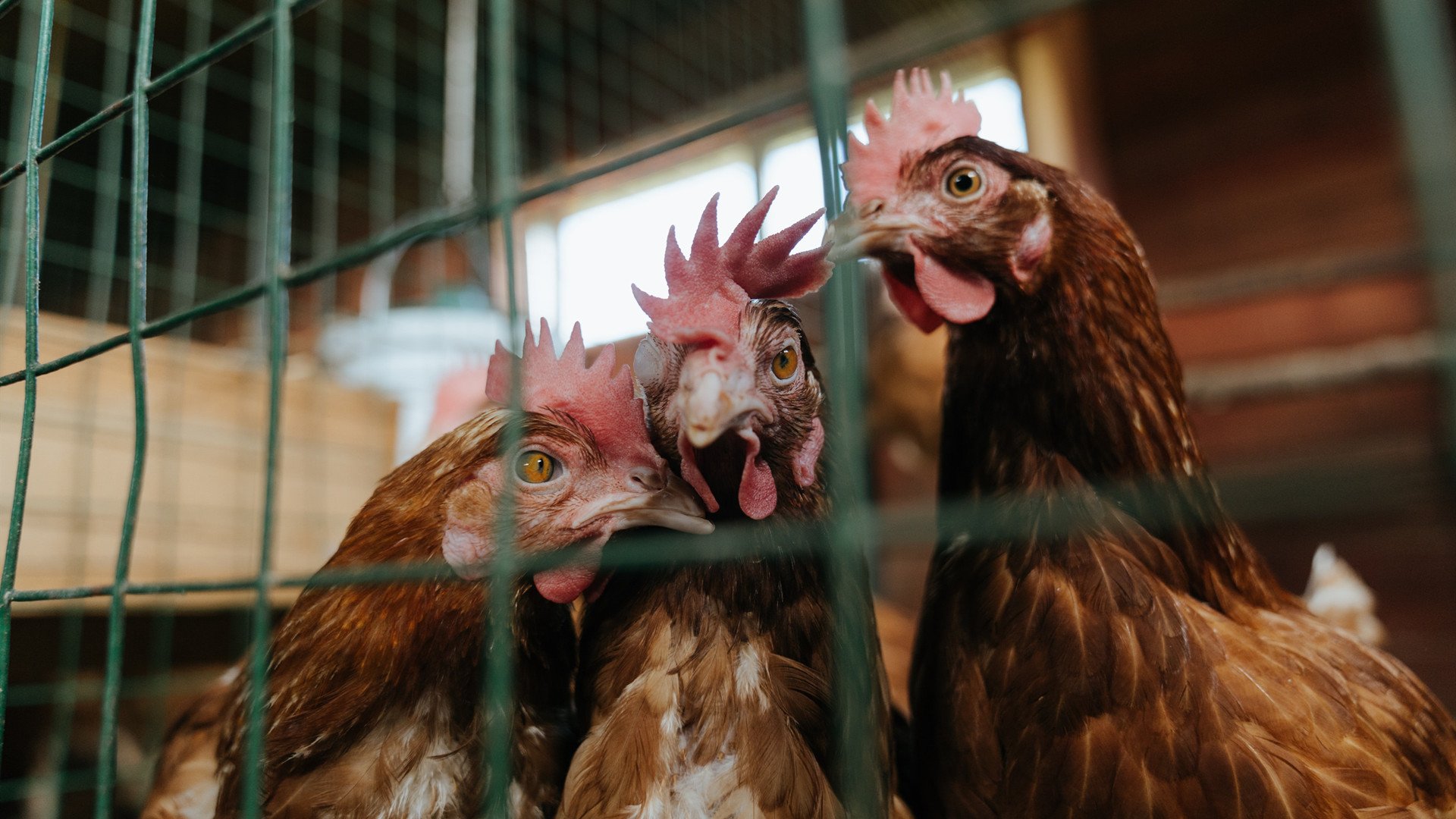 锡安控场如精密的节奏大师,公牛单节风暴拉开湖人深渊