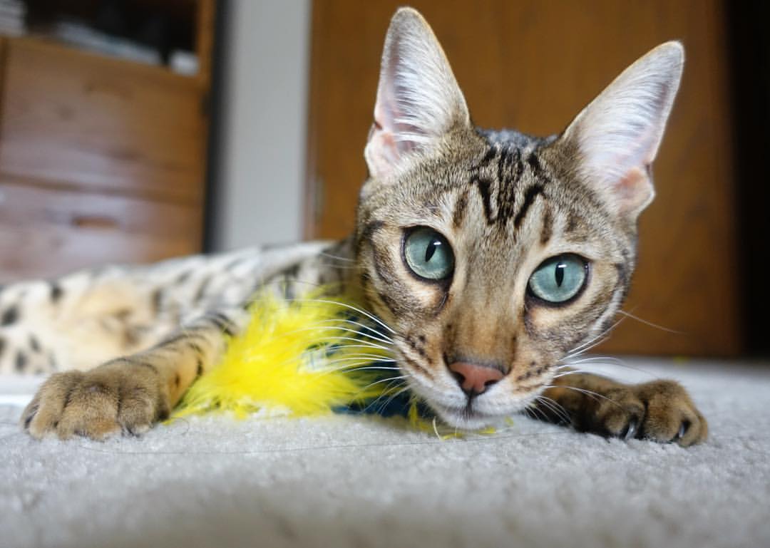 回声之战，卡马文加在血拼印记下的焦点主宰