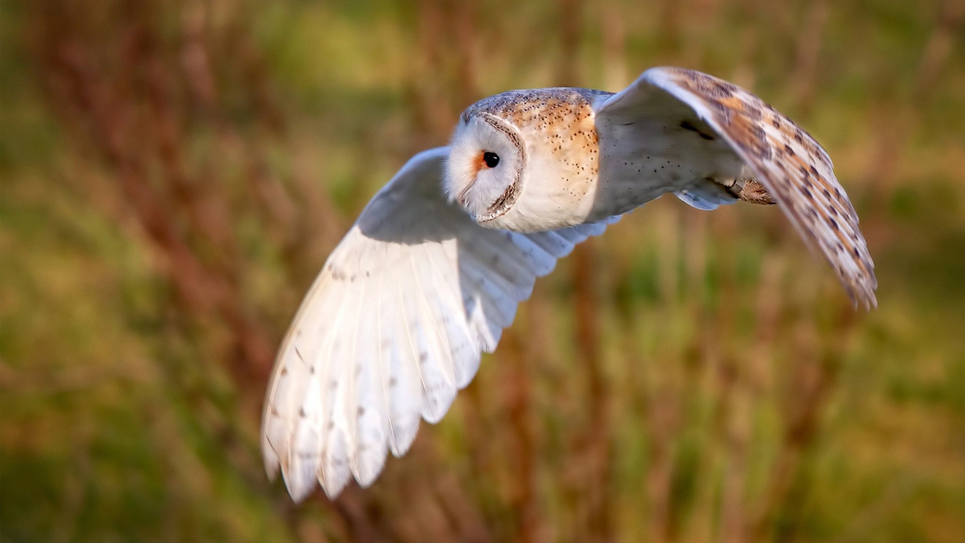 NBA总决赛之夜,马丁内利银瓶乍破的神迹夜