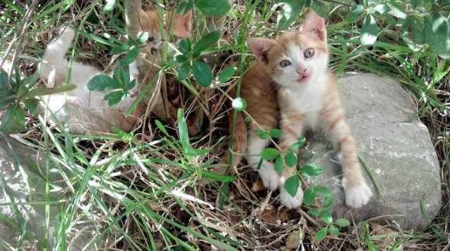 末节风云，西亚卡姆单骑救主，深圳硬气带走浙江